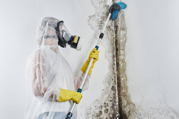 Professional Mold Remediation in Milford, UT