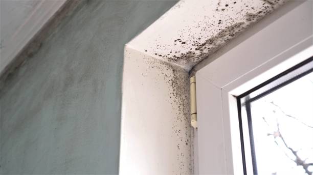 Best Insurance-Related Mold Remediation in Milford, UT