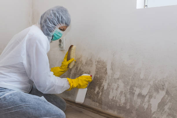 Best DIY Mold Remediation Support Services in Milford, UT