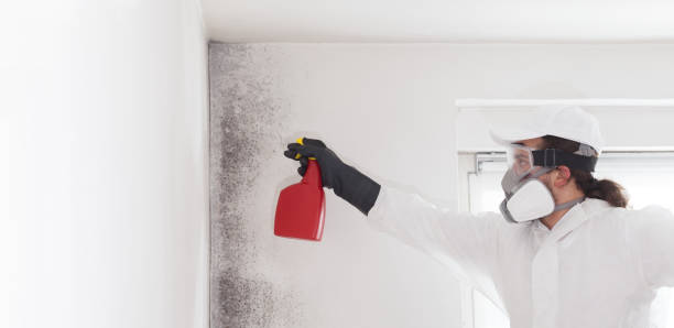 Best Residential Mold Remediation in Milford, UT