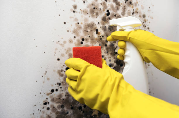 Best Localized Mold Remediation (e.g., coastal areas, humid climates) in Milford, UT