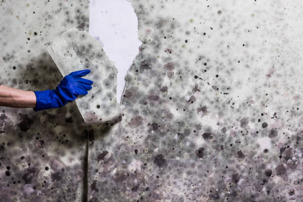 Best Localized Mold Remediation (e.g., coastal areas, humid climates) in Milford, UT