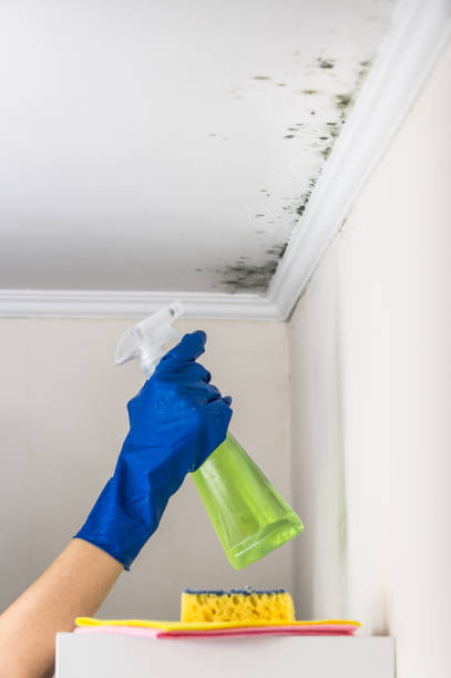 Best Basement Mold Remediation in Milford, UT